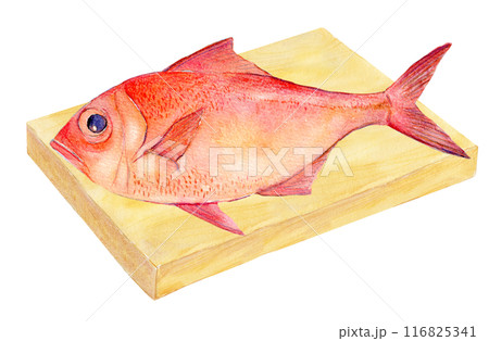 水彩画 『金目鯛』 水彩で描いた金目鯛のイラスト イラスト素材 [6979608] - フォトライブ