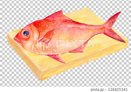 水彩イラスト まな板の上のキンメダイのイラスト素材 [116825341] - PIXTA