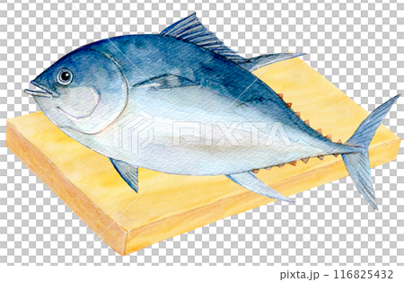 切板上的水彩插圖鮪魚 116825432