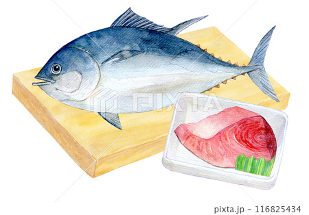水彩イラスト　まな板の上のマグロ 116825434