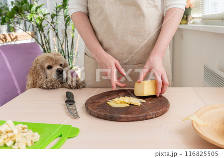 A dog begs for a piece of cheese while a woman cuts cheese. A dog begs for a piece of cheese while a woman cuts cheese. 116825505