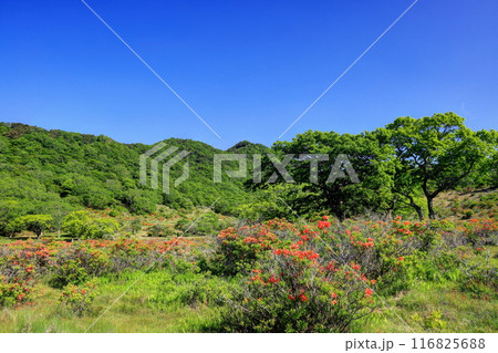 レンゲツツジ咲く赤城白樺牧場 116825688