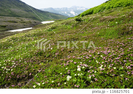 大雪山のお花畑とトムラウシ山 大雪山のお花畑とトムラウシ山 116825701