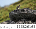 大雪山のナキウサギ 大雪山のナキウサギ 116826163