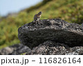 大雪山のナキウサギ 大雪山のナキウサギ 116826164