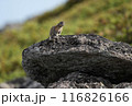 大雪山のナキウサギ 大雪山のナキウサギ 116826166