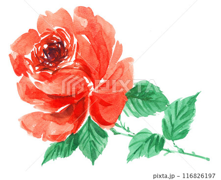 水彩で描いたオレンジ色の薔薇 水彩で描いたオレンジ色の薔薇 116826197