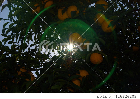 甘夏ミカンの木逆光撮影ストロボ発光 116826285