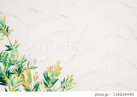 白い壁と葉っぱのシンプルな背景 白い壁と葉っぱのシンプルな背景 116826440