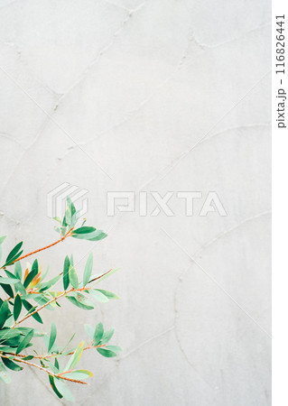 白い壁と葉っぱのシンプルな背景 白い壁と葉っぱのシンプルな背景 116826441