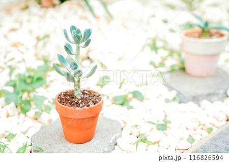 小さな植木鉢 116826594