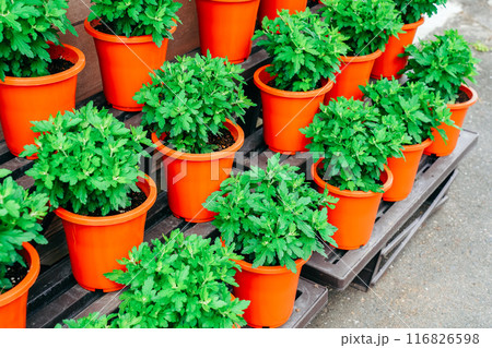 並べられた同じ種類の植木鉢 116826598