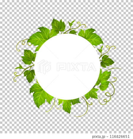 Isolated Watercolor wreath of grape leaves and tendrils with text frame for wedding invitation or greeting card design, vineyard celebration decor, menus, labels for wine and wine vinegar Isolated Watercolor wreath of grape leaves and tendrils with text frame for wedding invitation or greeting card design, vineyard celebration decor, menus, labels for wine and wine vinegar 116826651