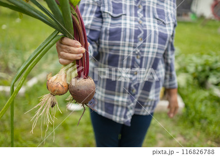 Female seinor farmer harvesting onions and beetroots in the backyard garden. Selective focus. Farmer holds a braid of ripe onion. Female seinor farmer harvesting onions and beetroots in the backyard garden. Selective focus. Farmer holds a braid of ripe onion. 116826788