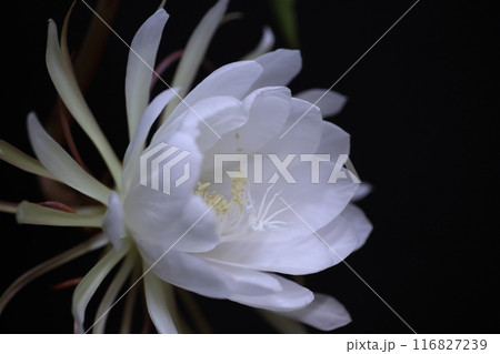 月下美人咲きました 116827239