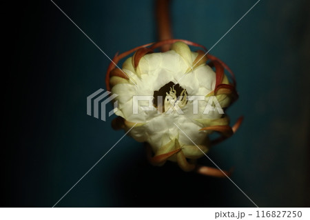 月下美人咲きました 月下美人咲きました 116827250