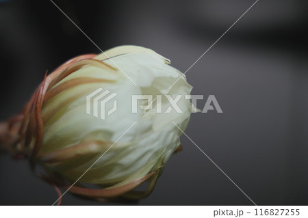 月下美人咲きました 116827255