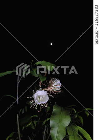 月下美人咲きました 116827283