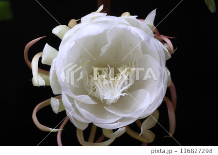 月下美人咲きました 116827298