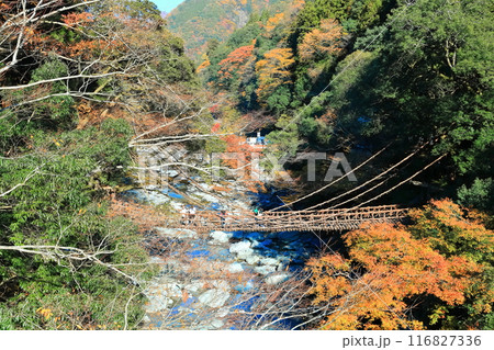 【徳島県】秋の紅葉した（祖谷のかずら橋） 116827336
