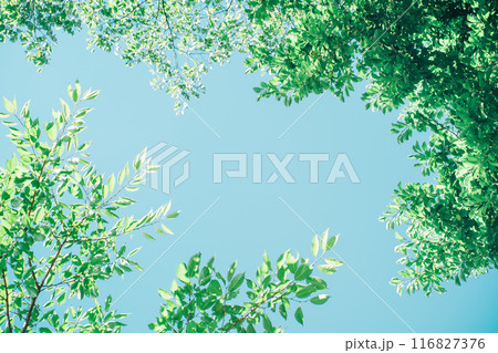 青空に映える額縁のような緑の葉 青空に映える額縁のような緑の葉 116827376