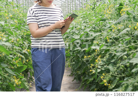 タブレットで農作物の管理をする女性 タブレットで農作物の管理をする女性 116827517