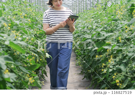 タブレットで農作物の管理をする女性 タブレットで農作物の管理をする女性 116827519