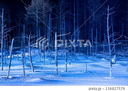美瑛 冬の青い池 美瑛 冬の青い池 116827579