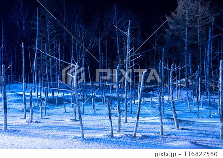 美瑛 冬の青い池 116827580