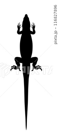 lizard or salamander symmetric black silhouette, isolated simple icon. Reptile template, stencil. Monochrome chameleon symbol. Vector lizard or salamander symmetric black silhouette, isolated simple icon. Reptile template, stencil. Monochrome chameleon symbol. Vector 116827896