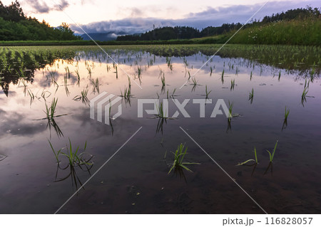 240611上野平z016 116828057