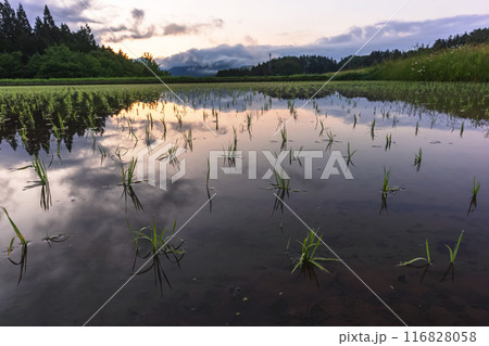 240611上野平z019 116828058