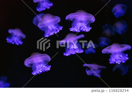 Mediterranean jellyfish, fried egg, Cotylorhiza tuberculata, swim in aquarium with neon light Mediterranean jellyfish, fried egg, Cotylorhiza tuberculata, swim in aquarium with neon light 116828254