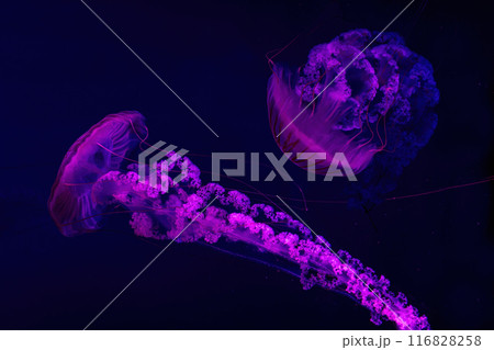 Two Jellifish South american sea nettle, Chrysaora plocamia swimming in aquarium with illumination Two Jellifish South american sea nettle, Chrysaora plocamia swimming in aquarium with illumination 116828258