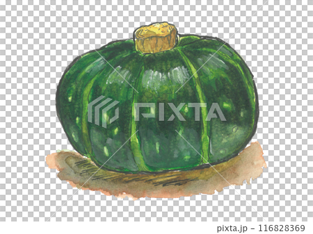 南瓜水彩圖片 116828369