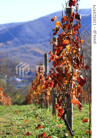 秋のワイン用ブドウ畑 秋のワイン用ブドウ畑 116828474