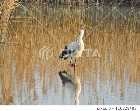 水辺に飛来した大型の鳥天然記念物のコウノトリ 水辺に飛来した大型の鳥天然記念物のコウノトリ 116828485