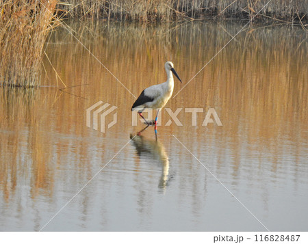 水辺に飛来した大型の鳥天然記念物のコウノトリ 116828487