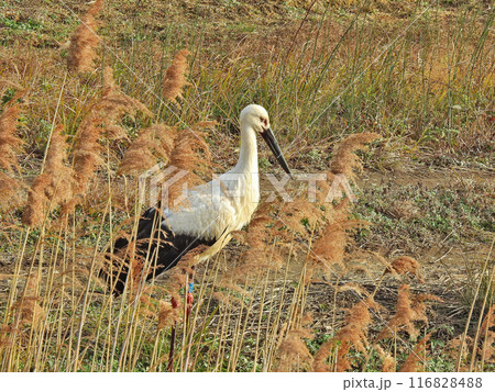 水辺に飛来した大型の鳥天然記念物のコウノトリ 水辺に飛来した大型の鳥天然記念物のコウノトリ 116828488
