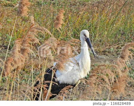 水辺に飛来した大型の鳥天然記念物のコウノトリ 116828489