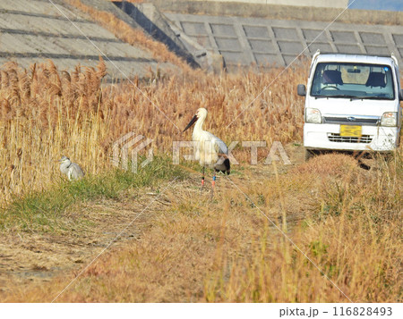田んぼに飛来した大型の鳥天然記念物のコウノトリ 田んぼに飛来した大型の鳥天然記念物のコウノトリ 116828493