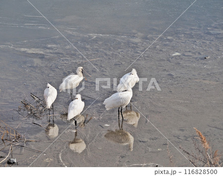 水辺に飛来した長い嘴の鳥クロツラヘラサギの群れ 116828500