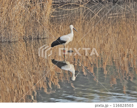 水辺に飛来した大型の鳥天然記念物のコウノトリ 水辺に飛来した大型の鳥天然記念物のコウノトリ 116828503