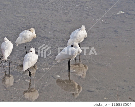 水辺で休む冬鳥クロツラヘラサギの群れ 116828504