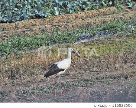 田んぼに飛来した大型の鳥天然記念物のコウノトリ 田んぼに飛来した大型の鳥天然記念物のコウノトリ 116828506