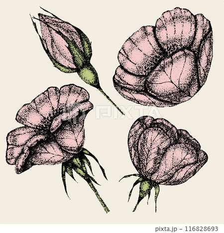 Collection of vintage flowers, leaves and berries of wild rose. Rose hip hand drawn, sketches, pointillism style. 116828693