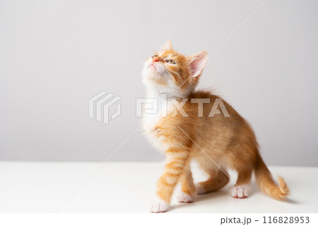 Ginger tabby little kitten on a grey background looks up. Animal portrait. Pet. Sitting posing. Beautiful funny kitten. Copy space 116828953