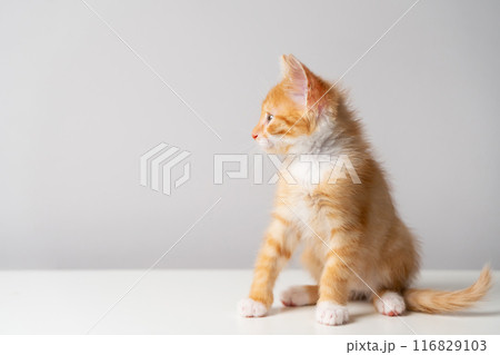 Ginger tabby little kitten on a grey background looks away. Animal portrait. Pet. Sitting posing Ginger tabby little kitten on a grey background looks away. Animal portrait. Pet. Sitting posing 116829103