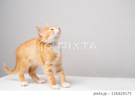 Ginger tabby little kitten on a grey background looks up. Animal portrait. Pet. Sitting posing. Beautiful funny kitten. Copy space Ginger tabby little kitten on a grey background looks up. Animal portrait. Pet. Sitting posing. Beautiful funny kitten. Copy space 116829175