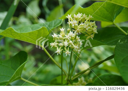 白花可憐な朝鮮五味子 116829436